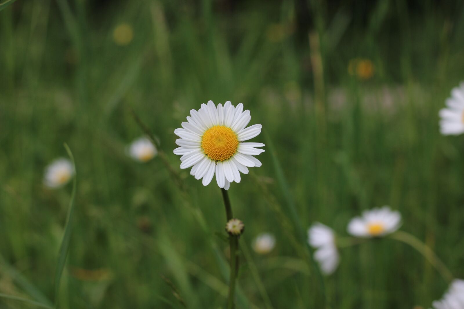 Canon EOS 600D (Rebel EOS T3i / EOS Kiss X5) + Canon EF 50mm F1.8 STM sample photo. Flower, plant, close up photography