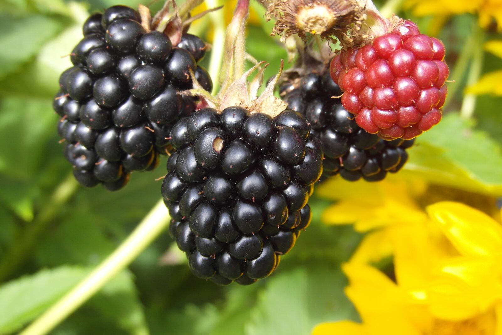 Samsung WB750 sample photo. Fruit, blackberries, garden photography