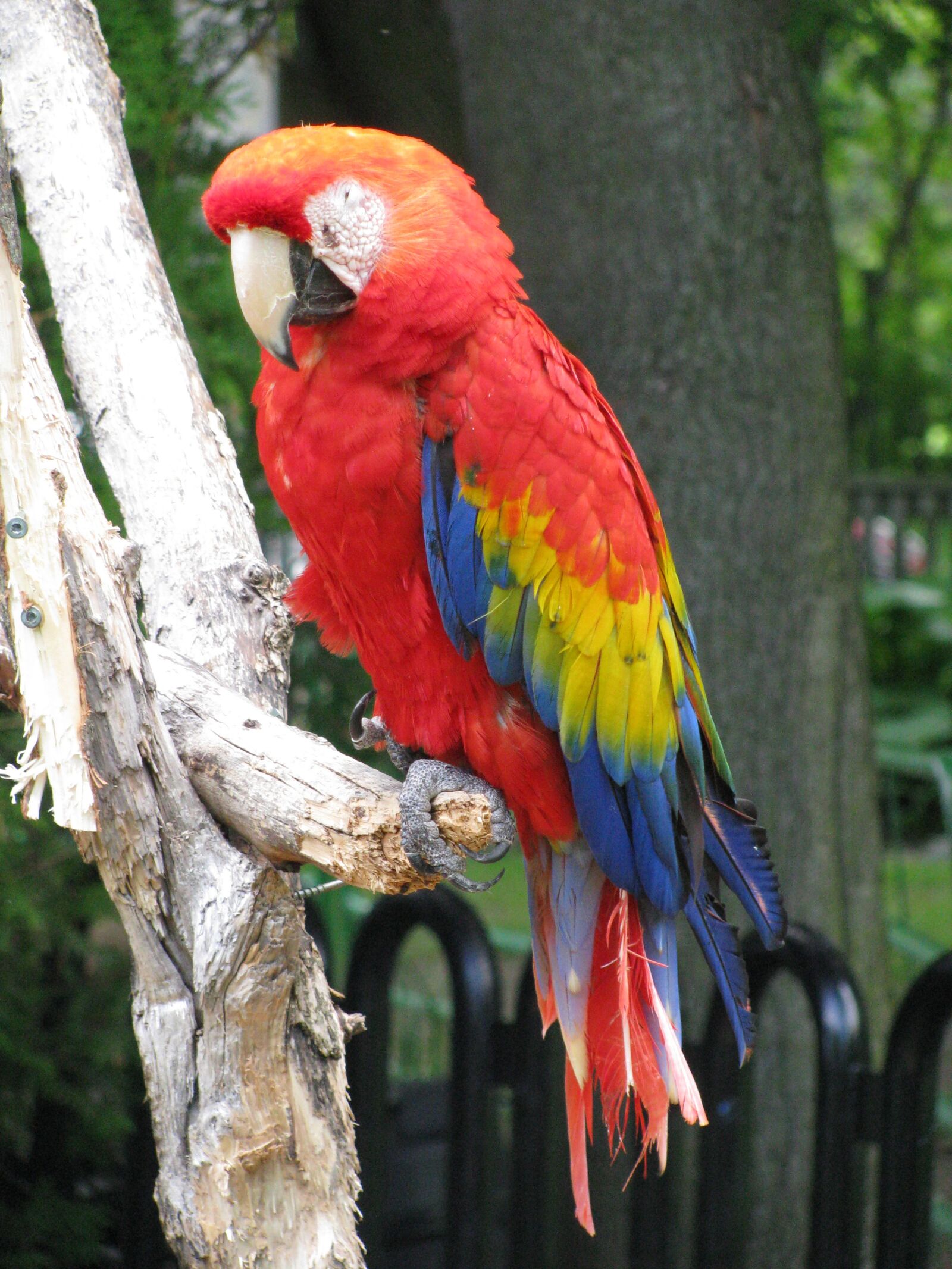 Canon POWERSHOT SX100 IS sample photo. Parrot, colorful, bird photography
