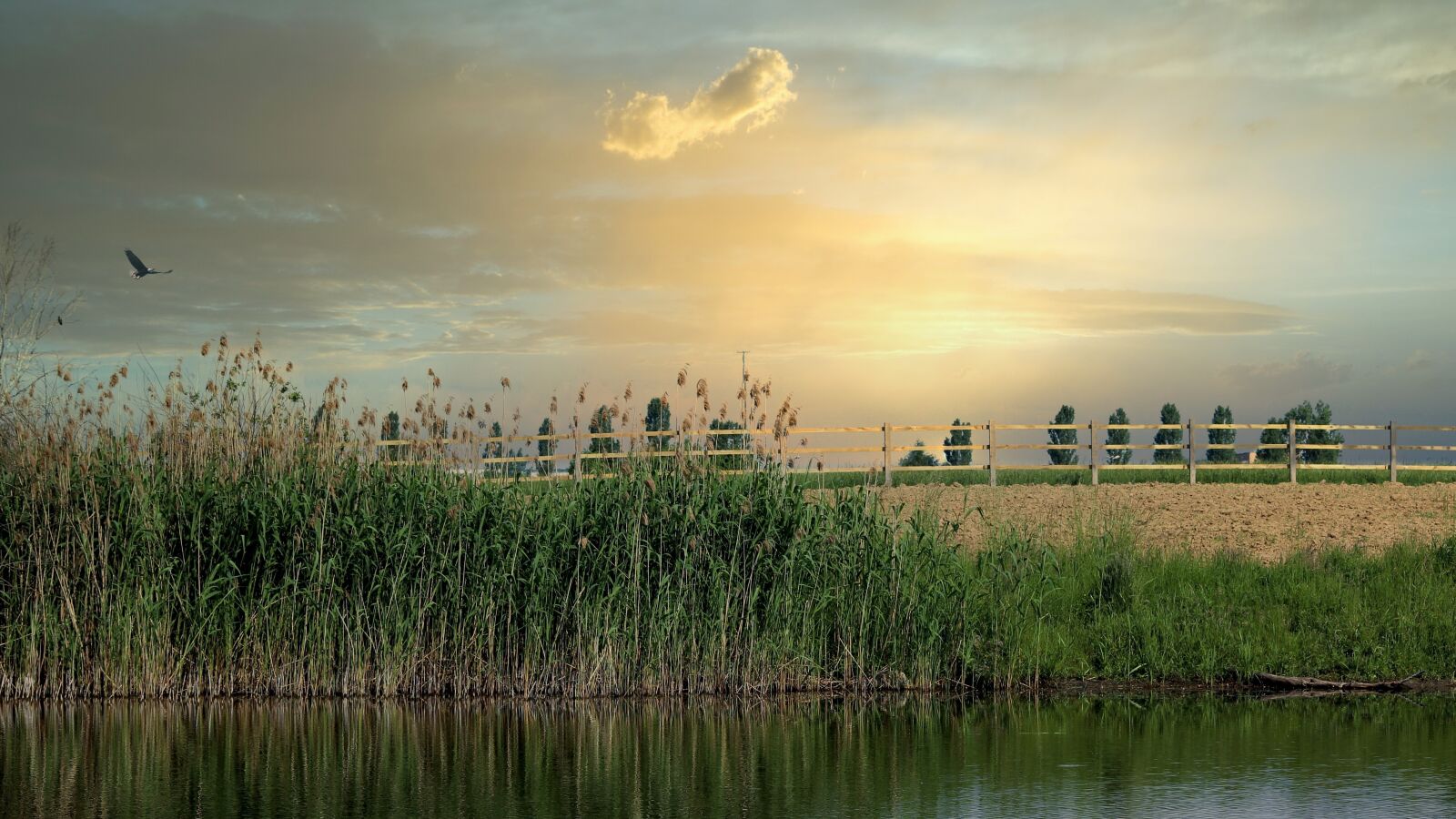 Canon EOS 600D (Rebel EOS T3i / EOS Kiss X5) sample photo. Landscape, field, reed photography