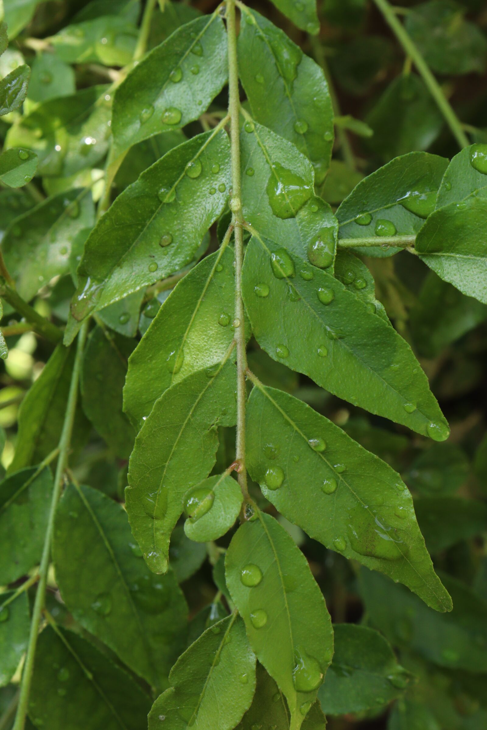 Canon EOS 250D (EOS Rebel SL3 / EOS Kiss X10 / EOS 200D II) sample photo. Kerala, green, leaves photography