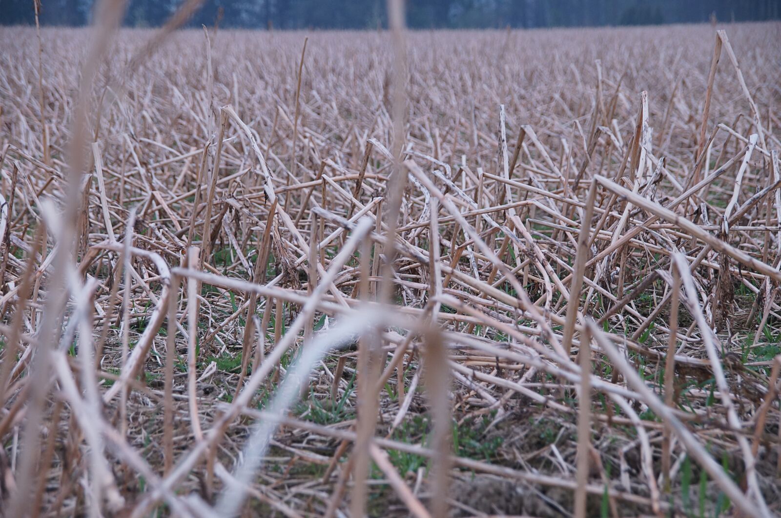 Sony SLT-A57 sample photo. Stubble, straw, harvest photography