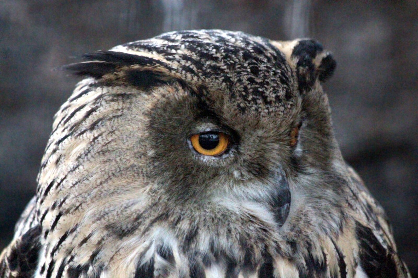 Canon EOS 650D (EOS Rebel T4i / EOS Kiss X6i) sample photo. Owl, western siberian eagle photography
