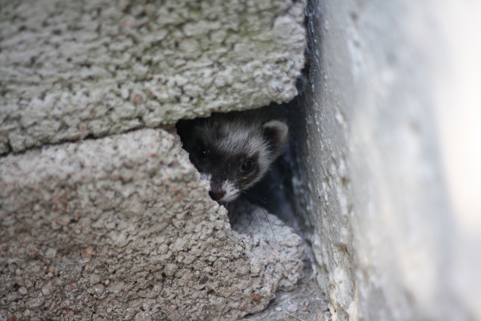 Canon EOS 1000D (EOS Digital Rebel XS / EOS Kiss F) sample photo. Huron, pets, ferrets photography