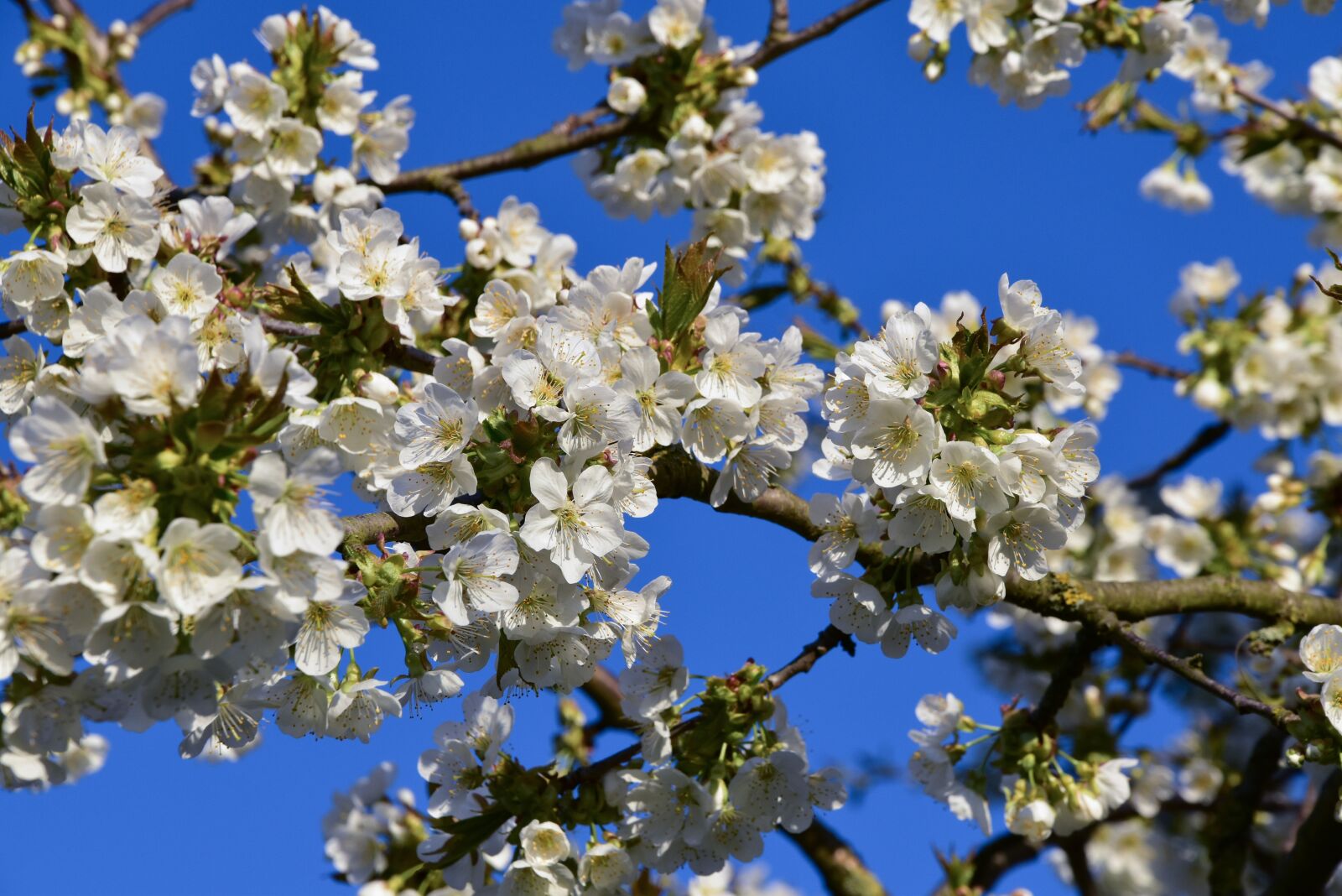 Nikon D5500 sample photo. Cherry blossom, fruit tree photography