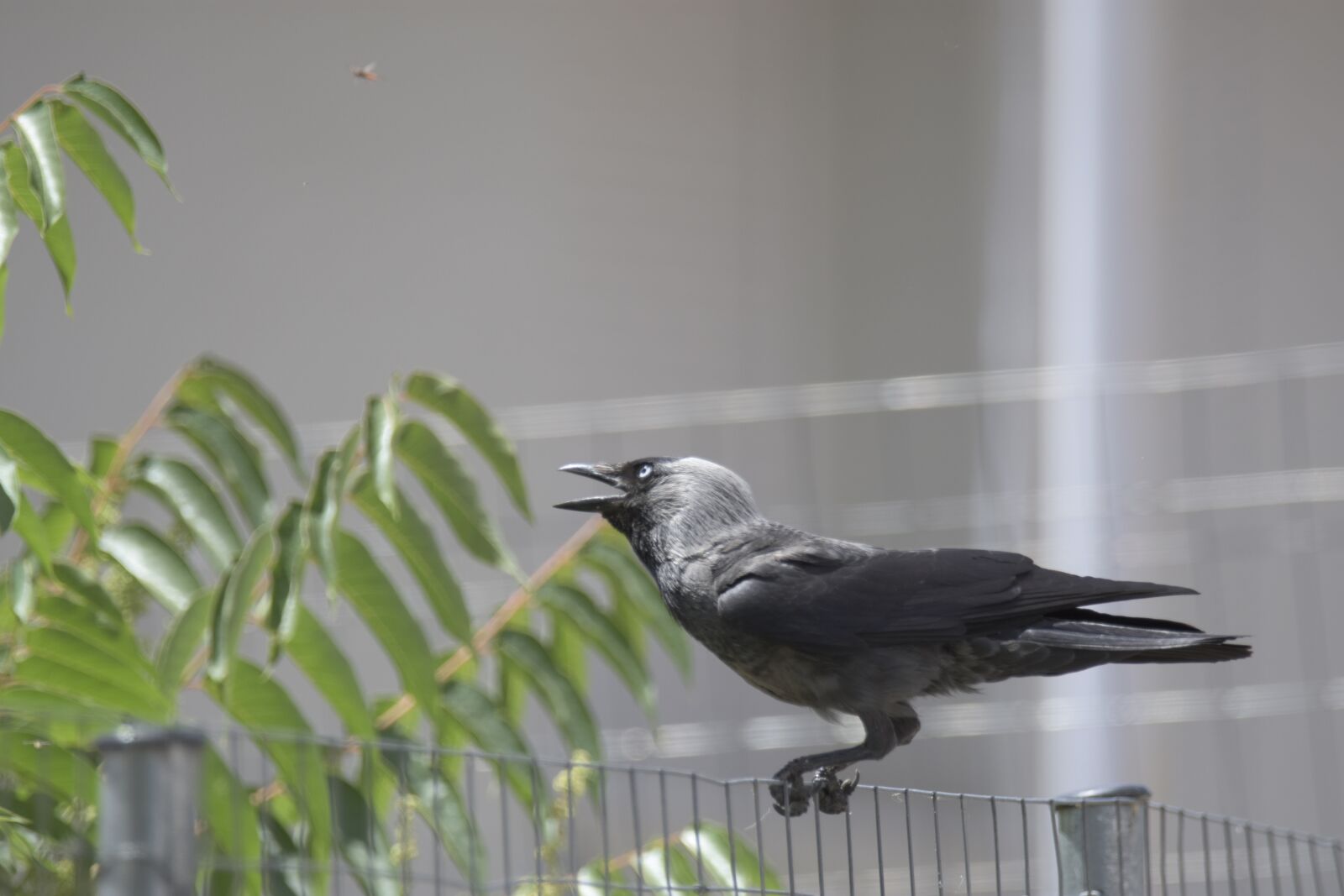 Nikon D7200 sample photo. Corvus cornix, play, bird photography