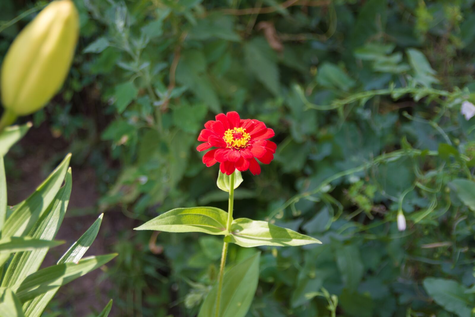 Nikon D7200 sample photo. Flowers, plants, garden photography