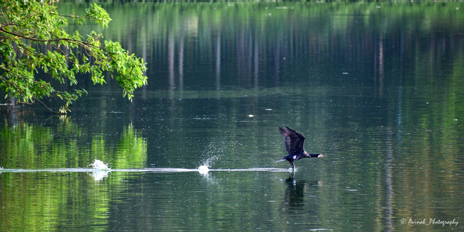 Nikon D5300 sample photo. Greatcormorant, bird, birding photography
