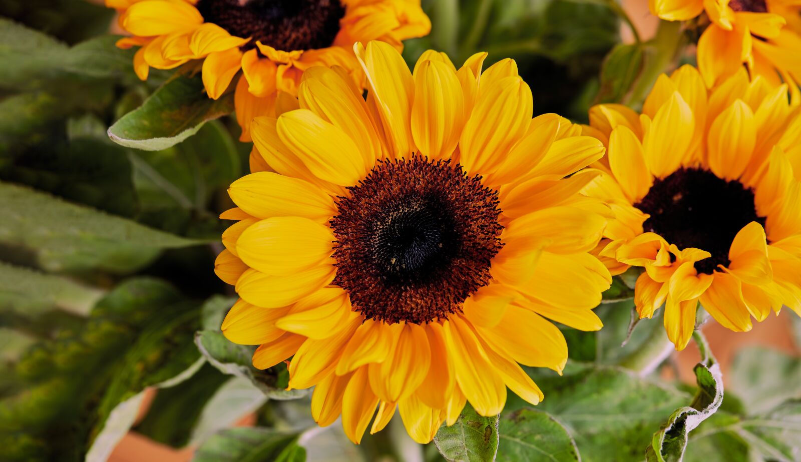 Canon EF 100mm F2.8L Macro IS USM sample photo. Sunflower, flower, summer photography