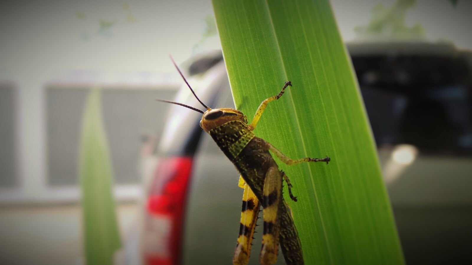 Samsung Galaxy Camera (Wi-Fi) sample photo. Green, insect, leafs photography