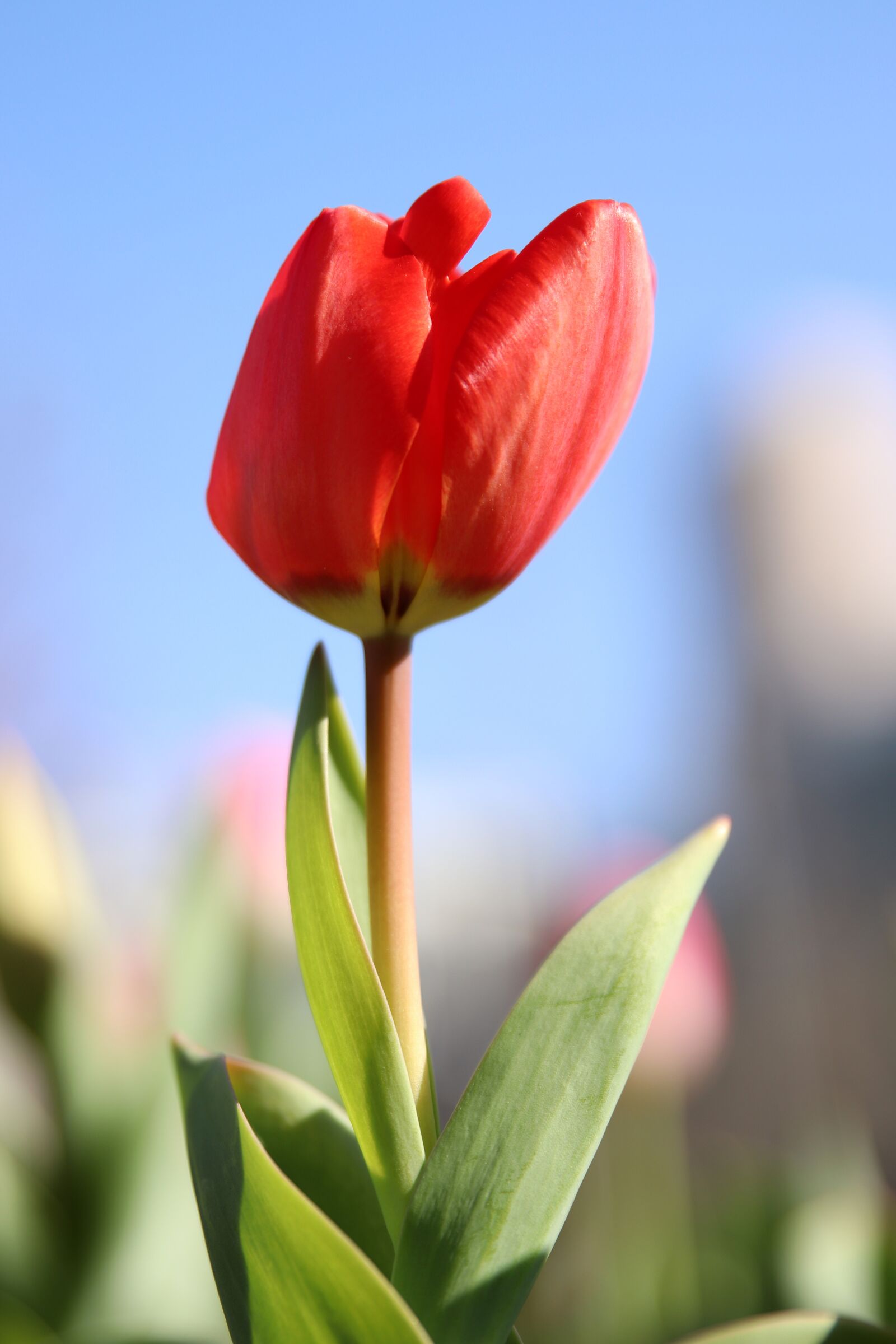 Canon EOS 800D (EOS Rebel T7i / EOS Kiss X9i) sample photo. Spring, tulip, flowers photography