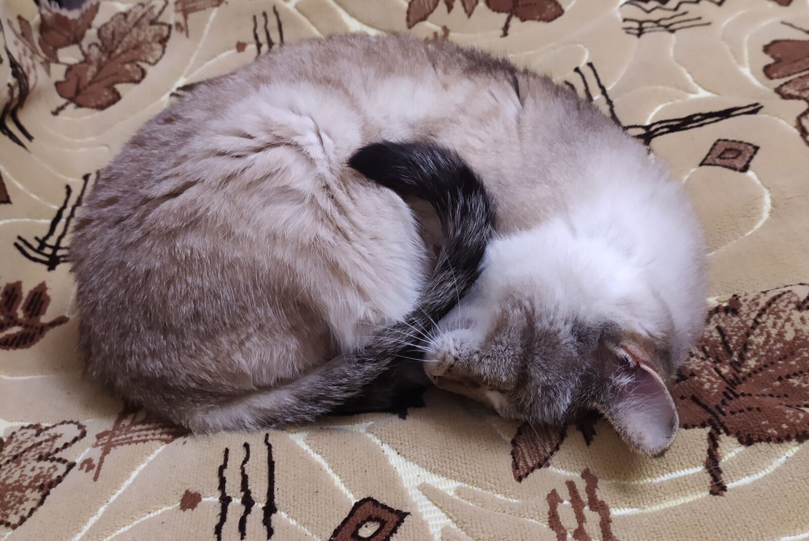 Xiaomi Redmi Note 8T sample photo. Cat, sleeps, dream photography