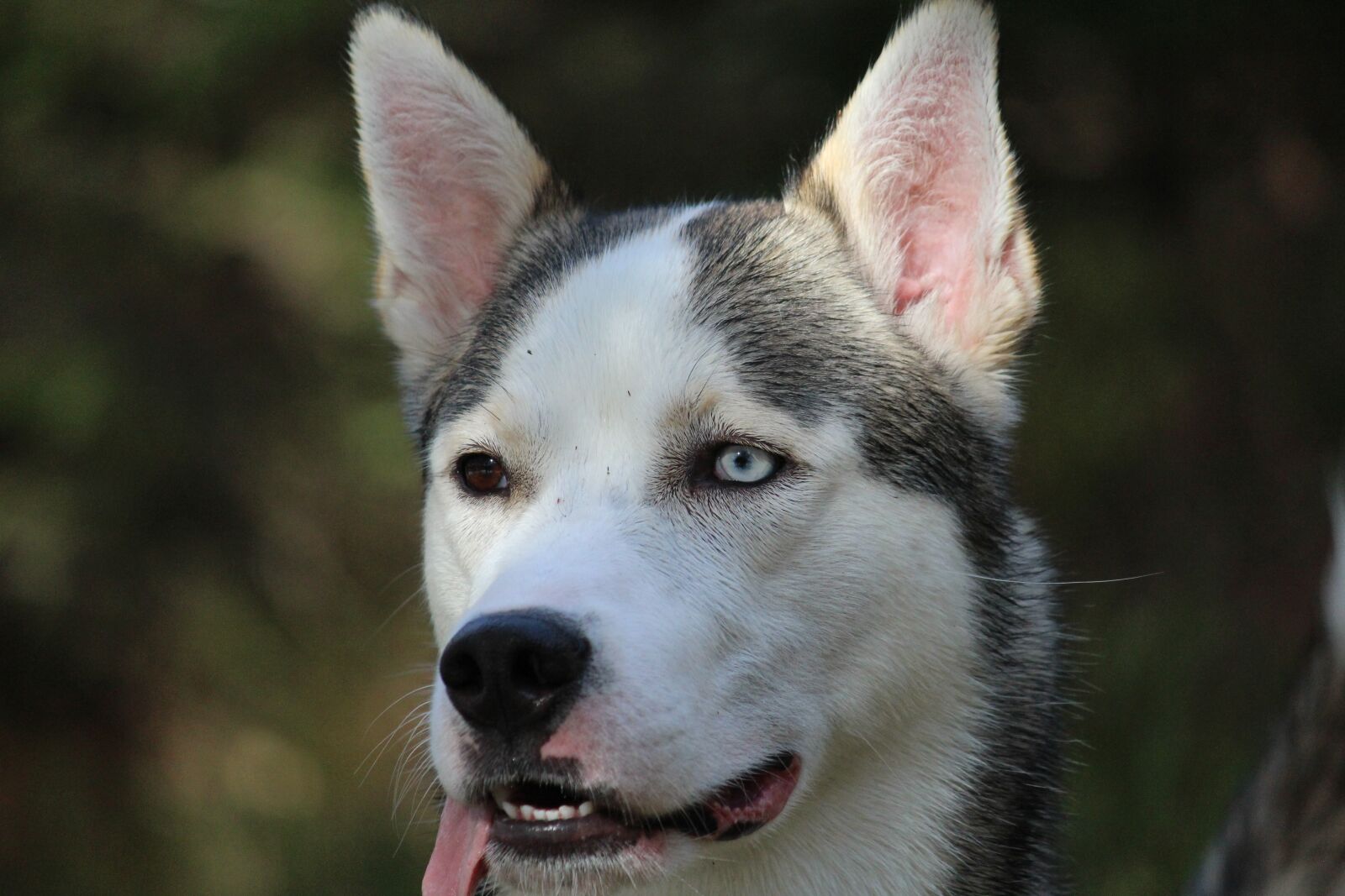 Canon EOS 600D (Rebel EOS T3i / EOS Kiss X5) sample photo. Husky, alaskan, alaskan husky photography