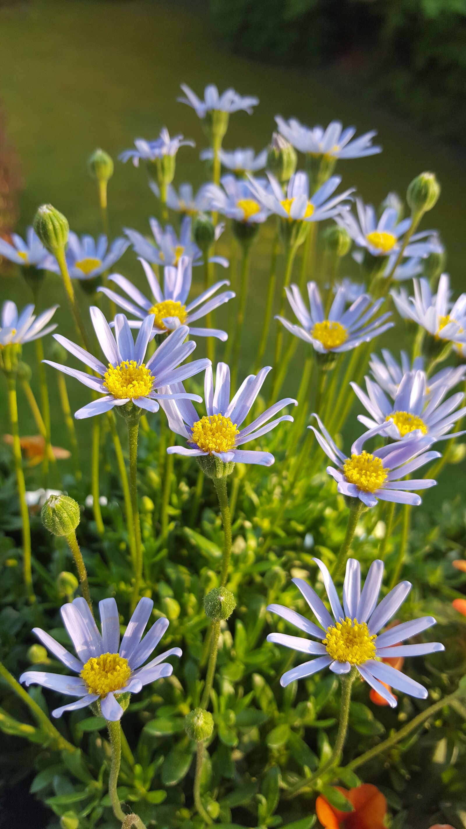 Samsung Galaxy S6 sample photo. Nature, flower, summer photography