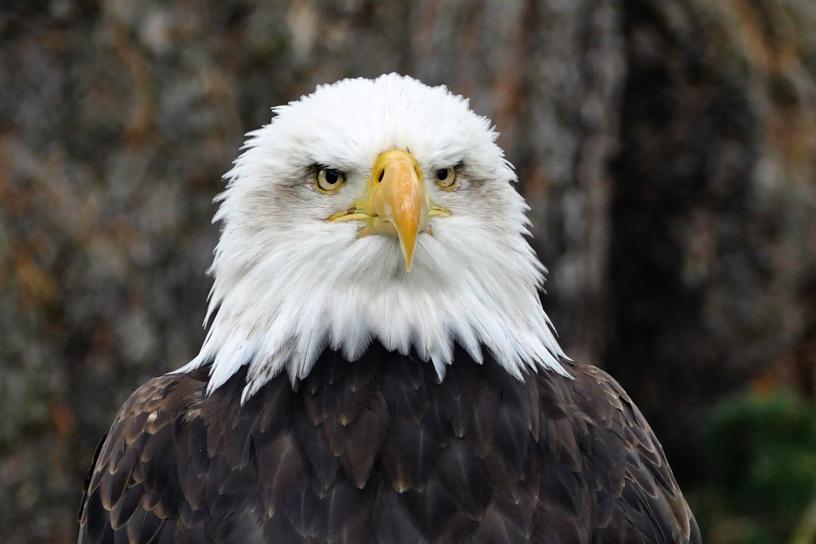Panasonic Lumix DMC-FZ1000 sample photo. Animal, avian, bald, eagle photography