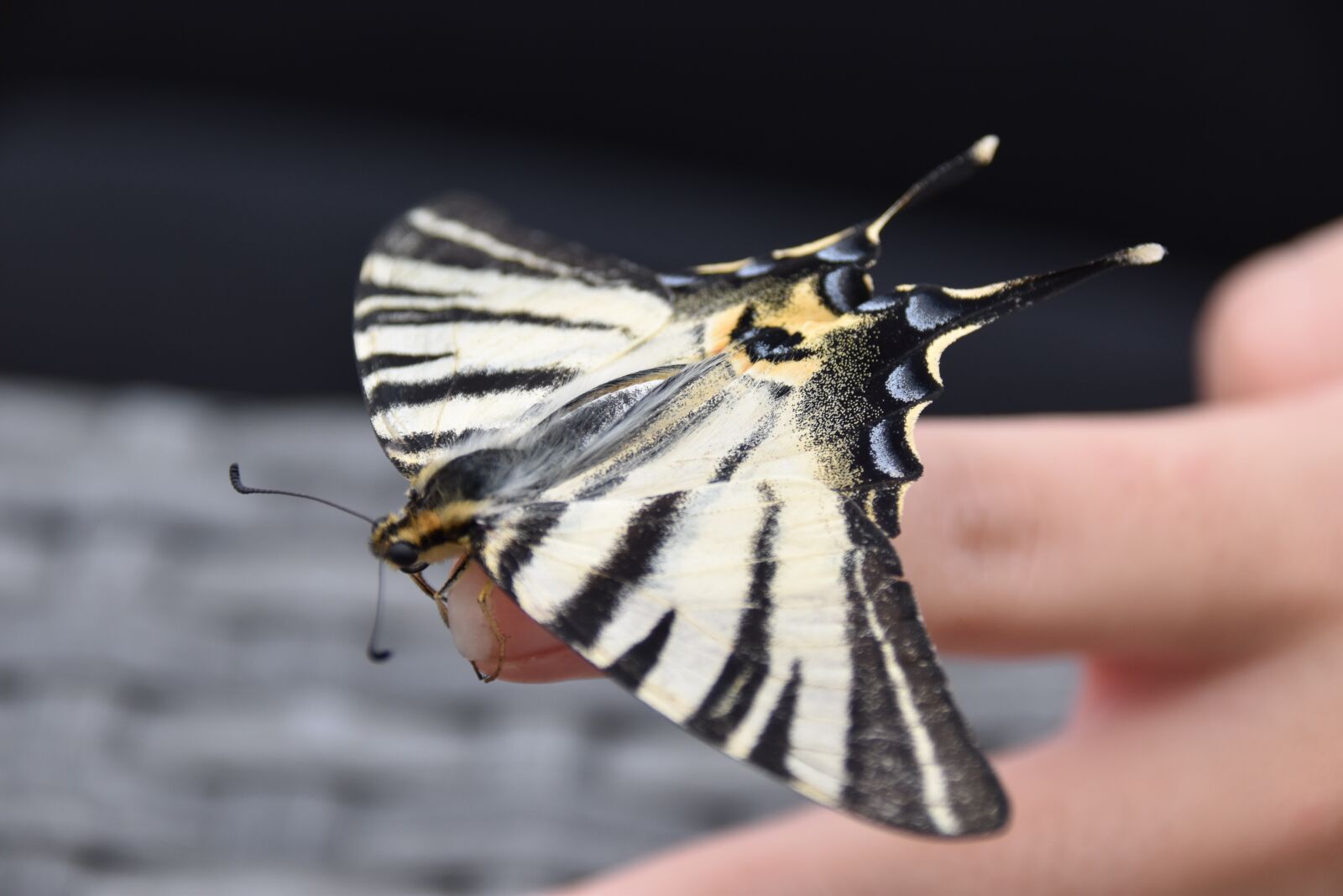 Nikon D5500 sample photo. Butterfly, insect, nature photography
