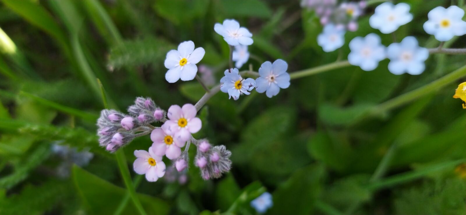 Xiaomi Redmi Note 8 sample photo. Blue flower, blue, flower photography