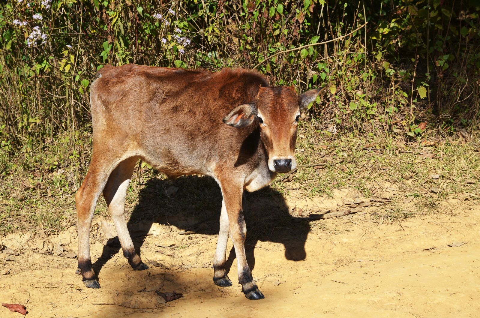 Nikon D7000 sample photo. Beef, calf, agriculture photography