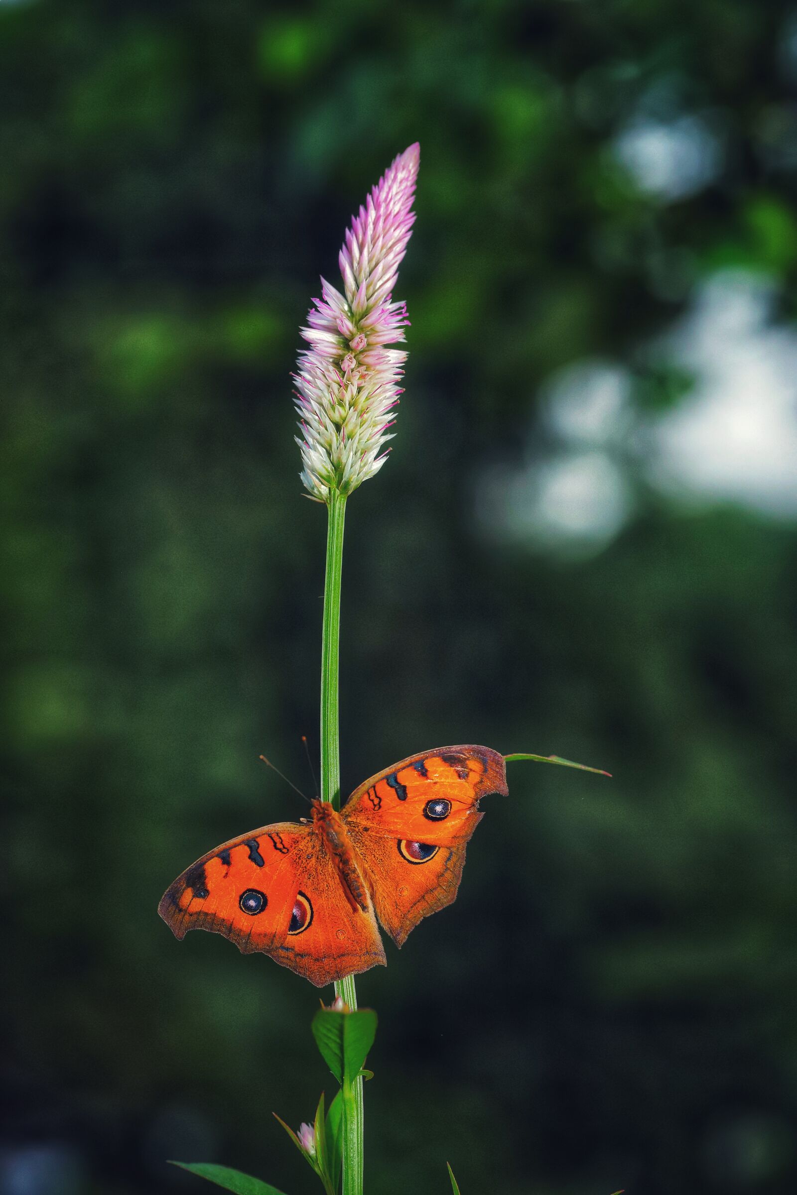 Canon EF 100mm F2.8L Macro IS USM sample photo. Insect, flower, butterfly photography