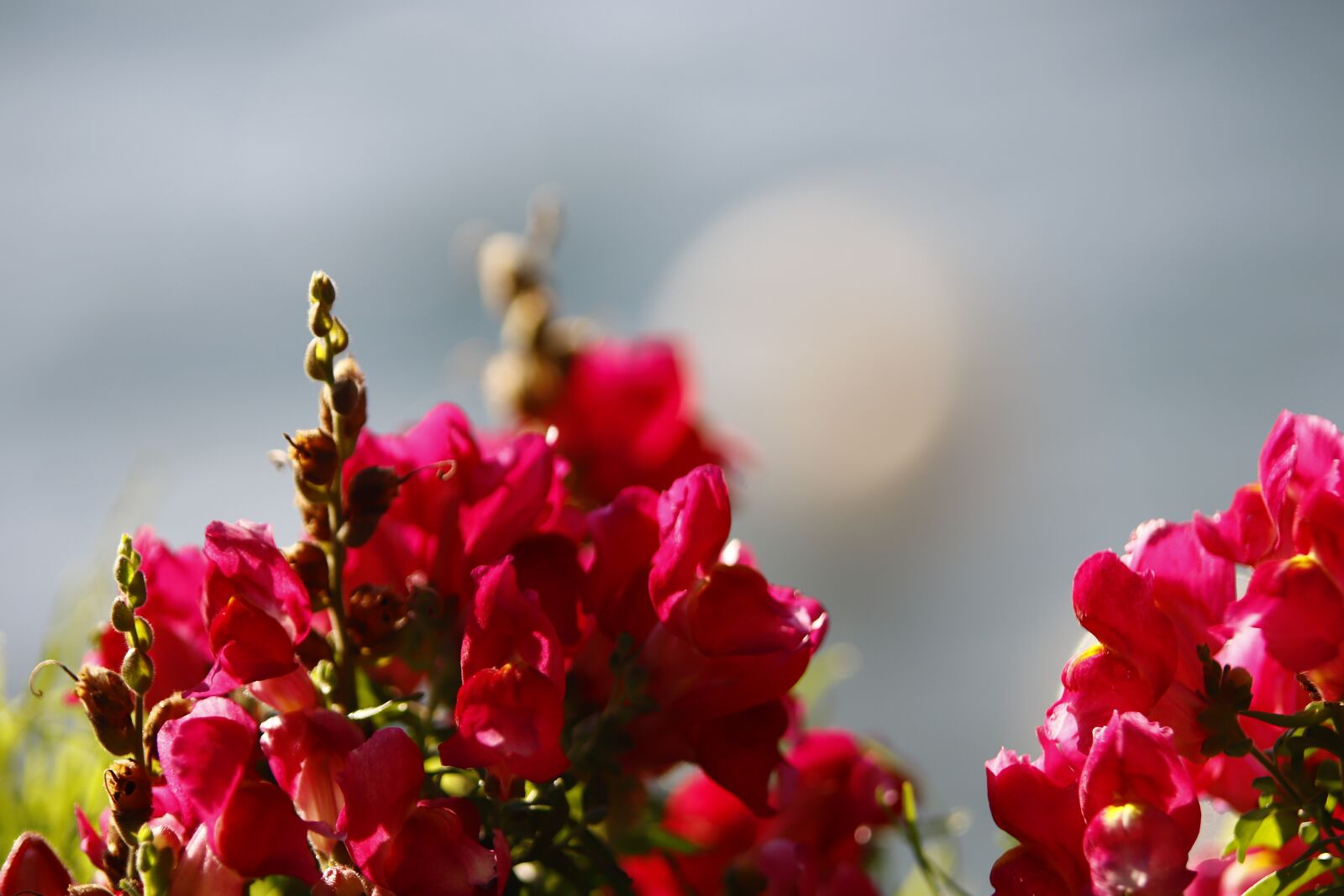 Canon EOS 200D (EOS Rebel SL2 / EOS Kiss X9) sample photo. Flowers, red flowers, bunch photography