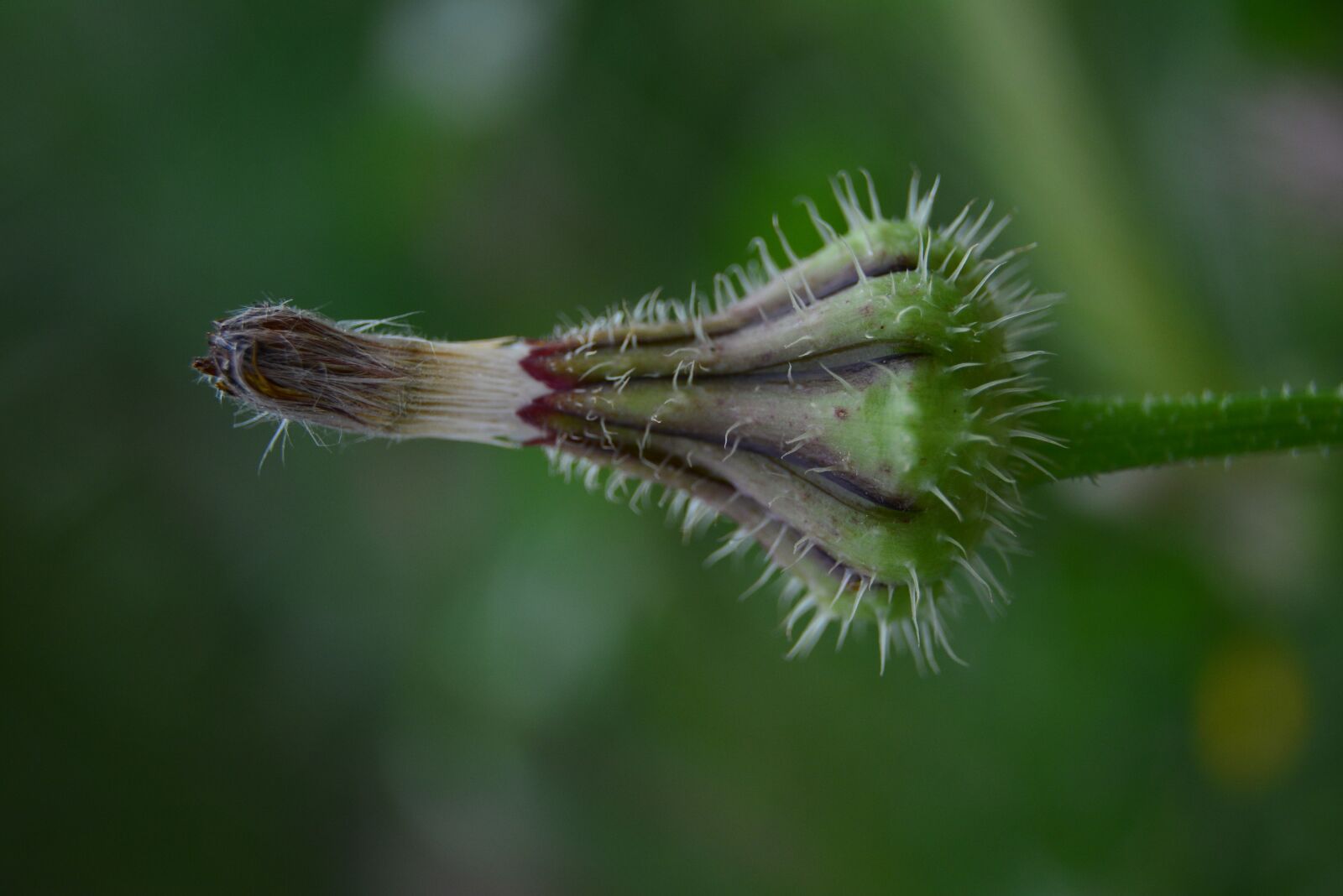 Nikon D5200 sample photo. Bulb, plant, green photography