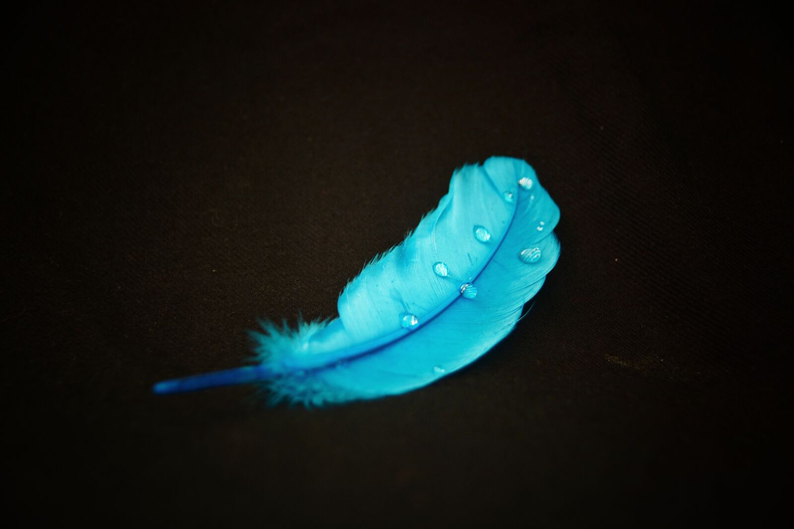 Nikon D7100 sample photo. Blue, feather, drop photography