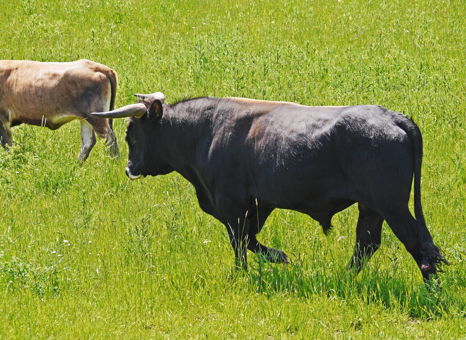 Panasonic Lumix DMC-GH3 sample photo. Bull, cow, heck cattle photography