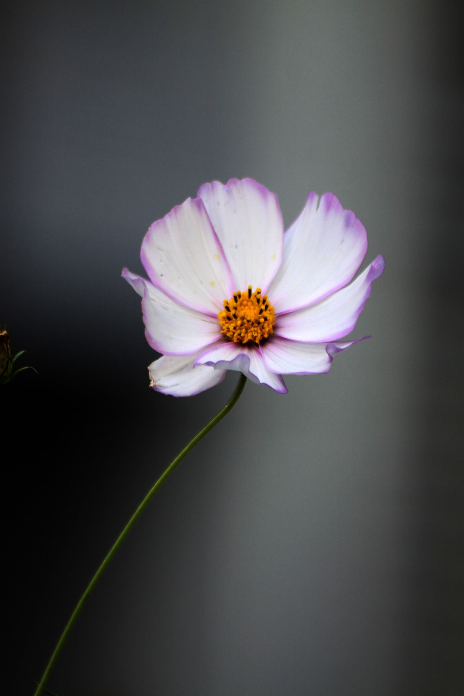 Canon EOS 50D sample photo. Cosmos, white flowers, pool photography