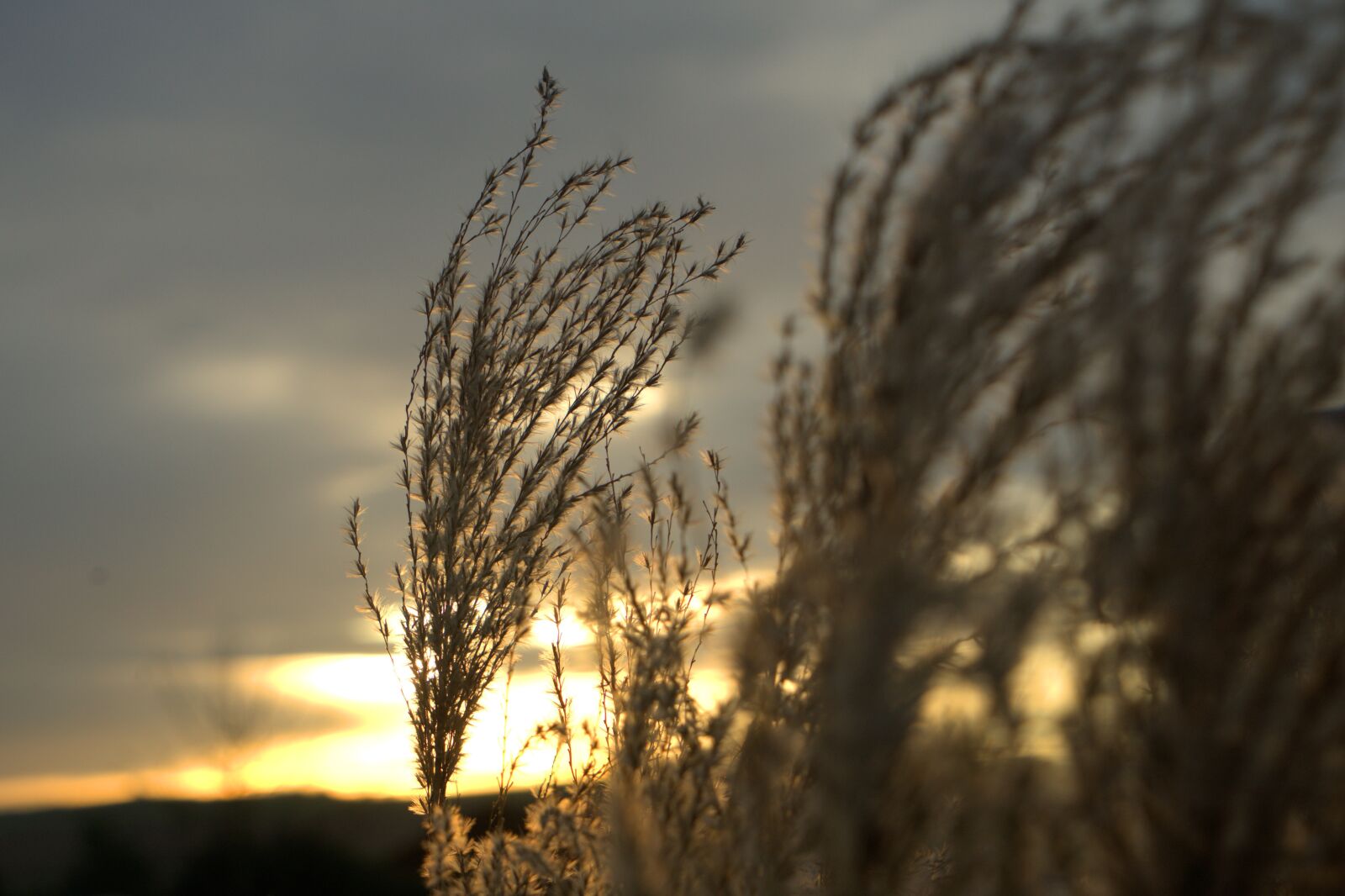 Sony a7 II + Sony Vario Tessar T* FE 24-70mm F4 ZA OSS sample photo. Sunset, grass, nature photography