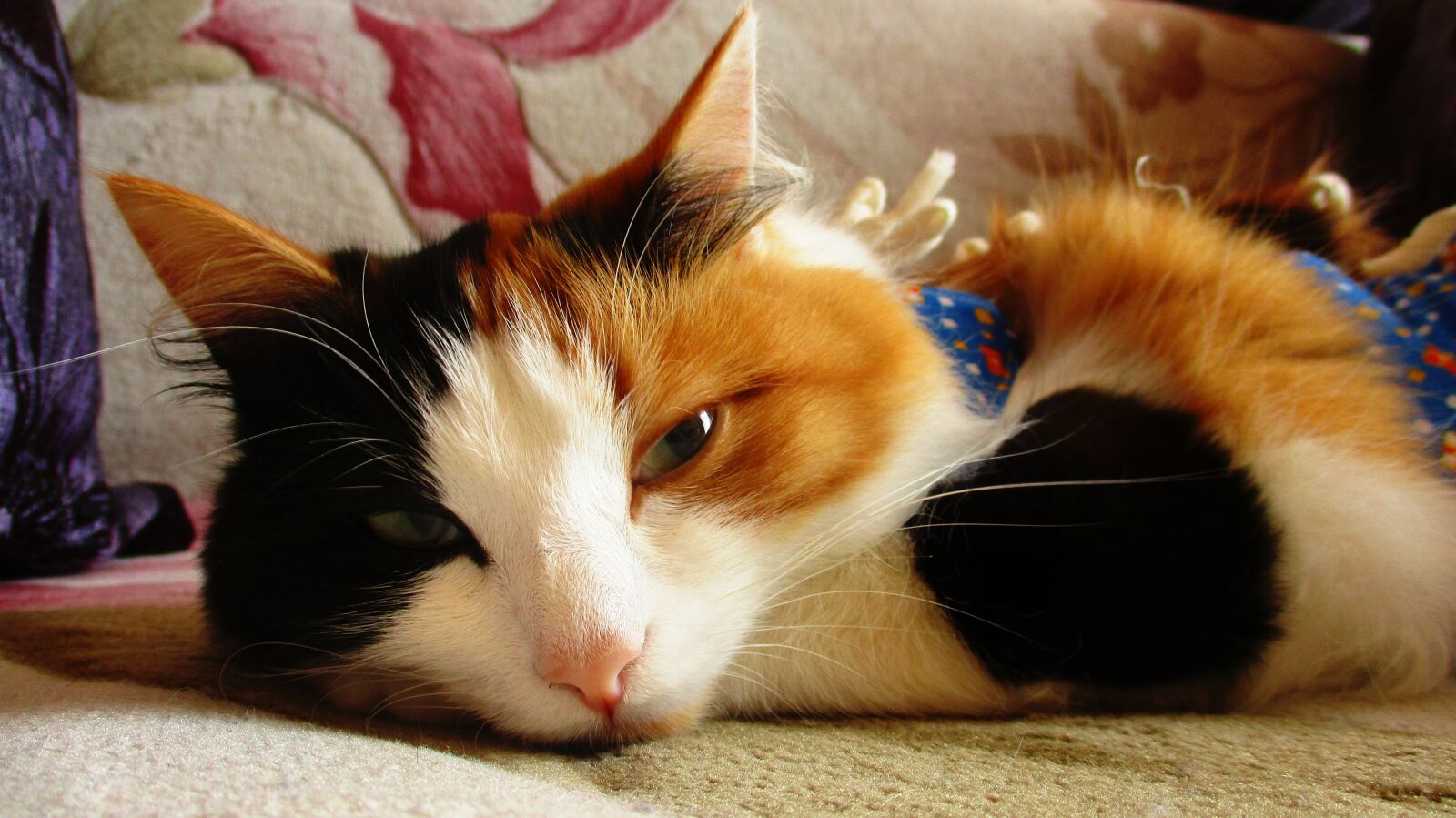 Canon IXUS 185 sample photo. Cat, kitten, furry photography