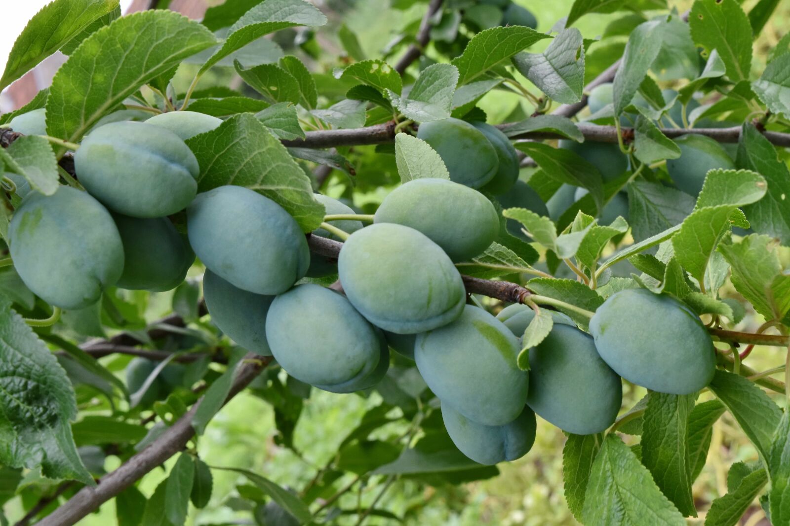 Nikon D5500 sample photo. Branches, green, orchard, plum photography