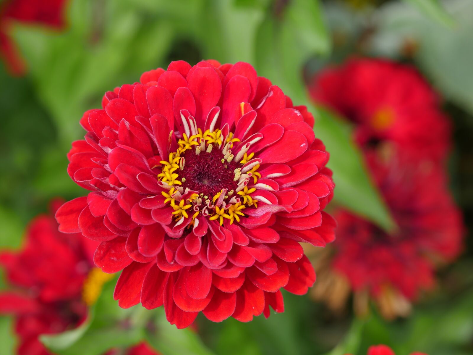 Panasonic Lumix DMC-GH4 sample photo. Flower, close up, nature photography