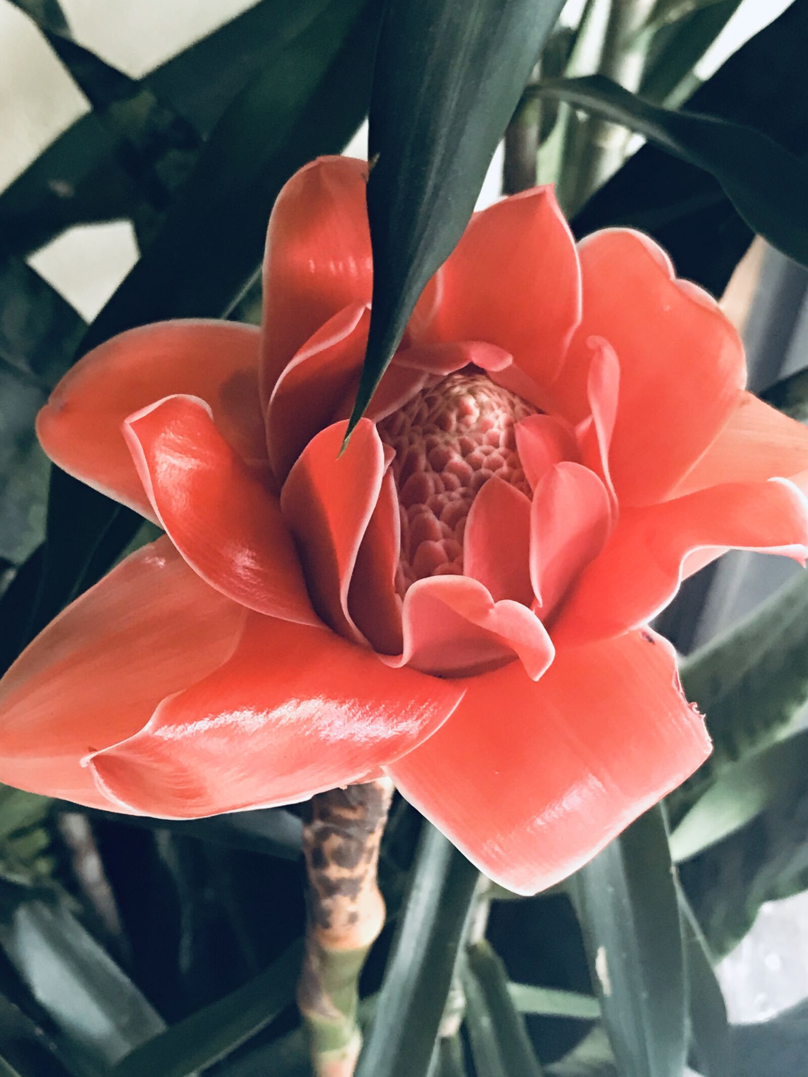 Apple iPhone 7 Plus sample photo. Flower, red, bloom photography