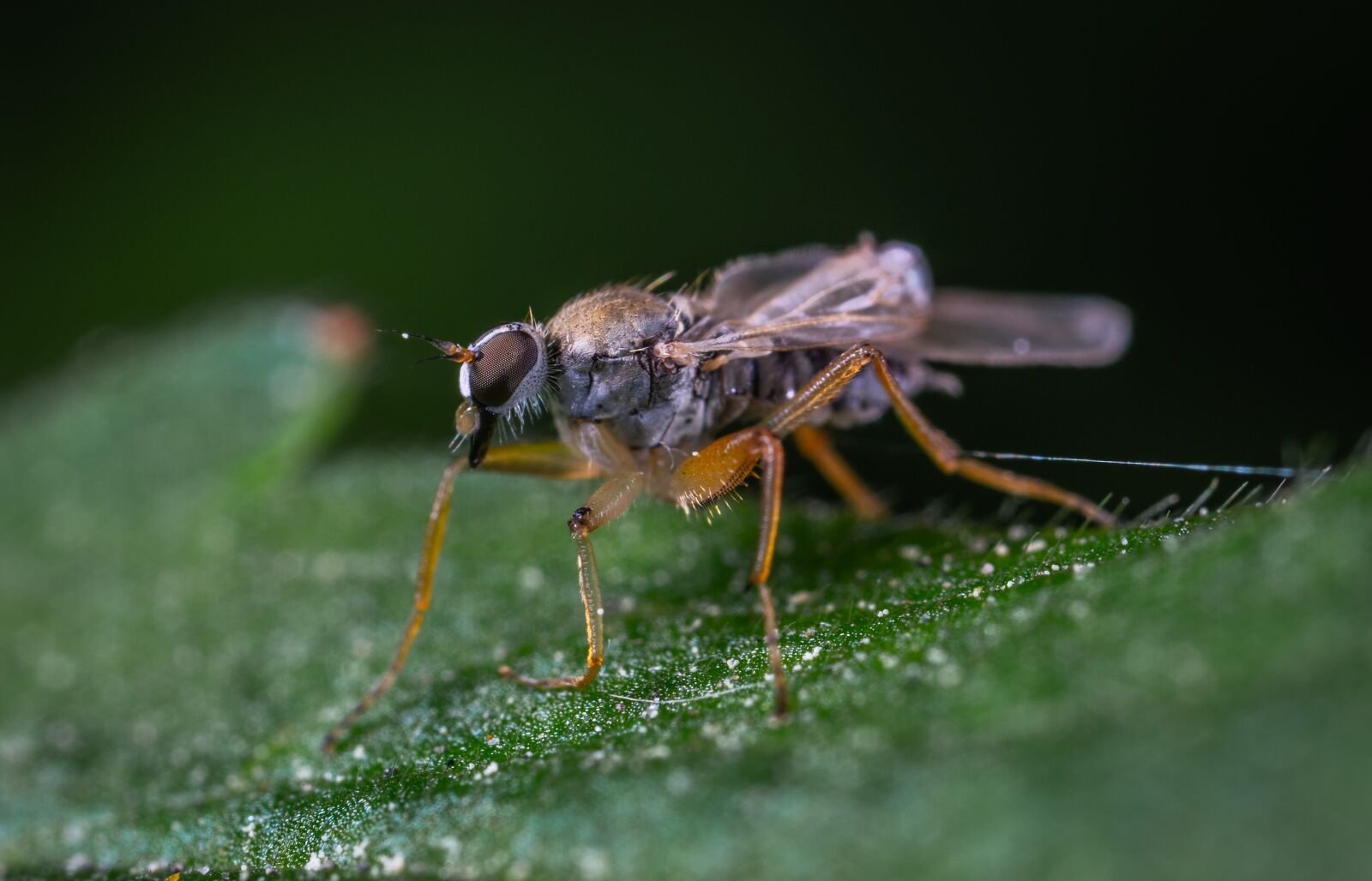 Sony a7R II sample photo. Macro, insect photography