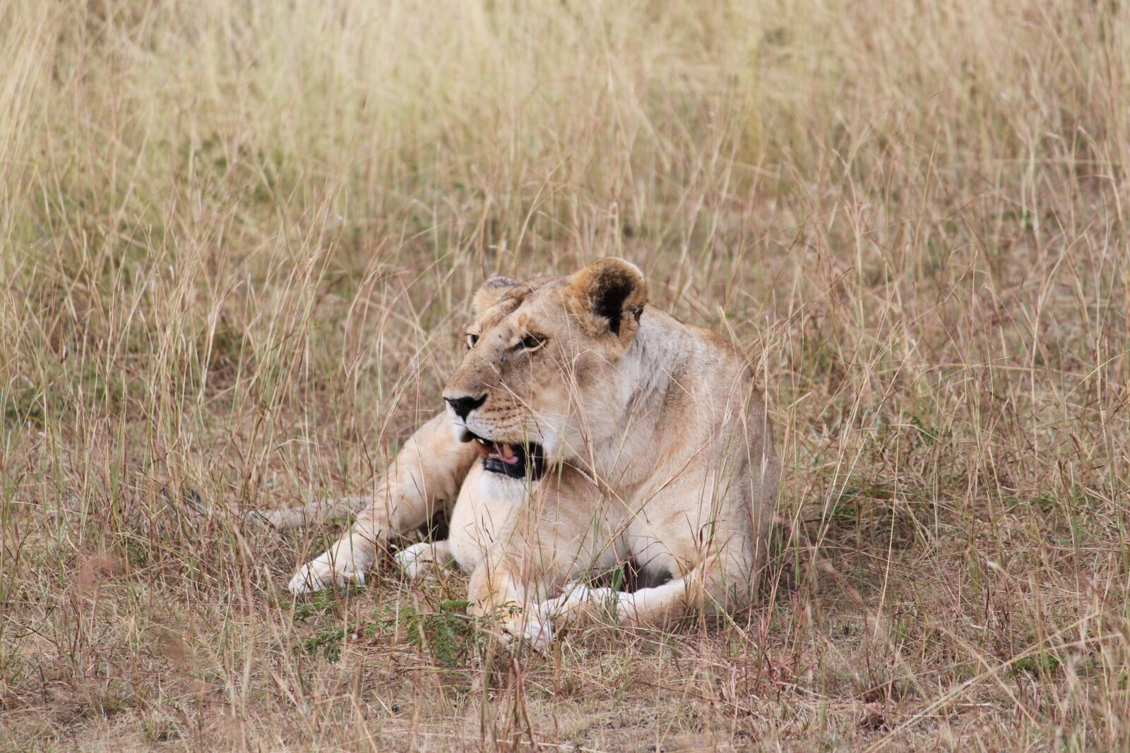 Canon EOS 500D (EOS Rebel T1i / EOS Kiss X3) sample photo. Africa, lioness, safari photography