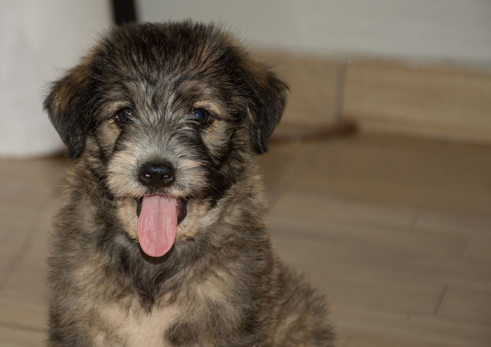 Nikon D7200 sample photo. Canis lupus familiaris, pet photography