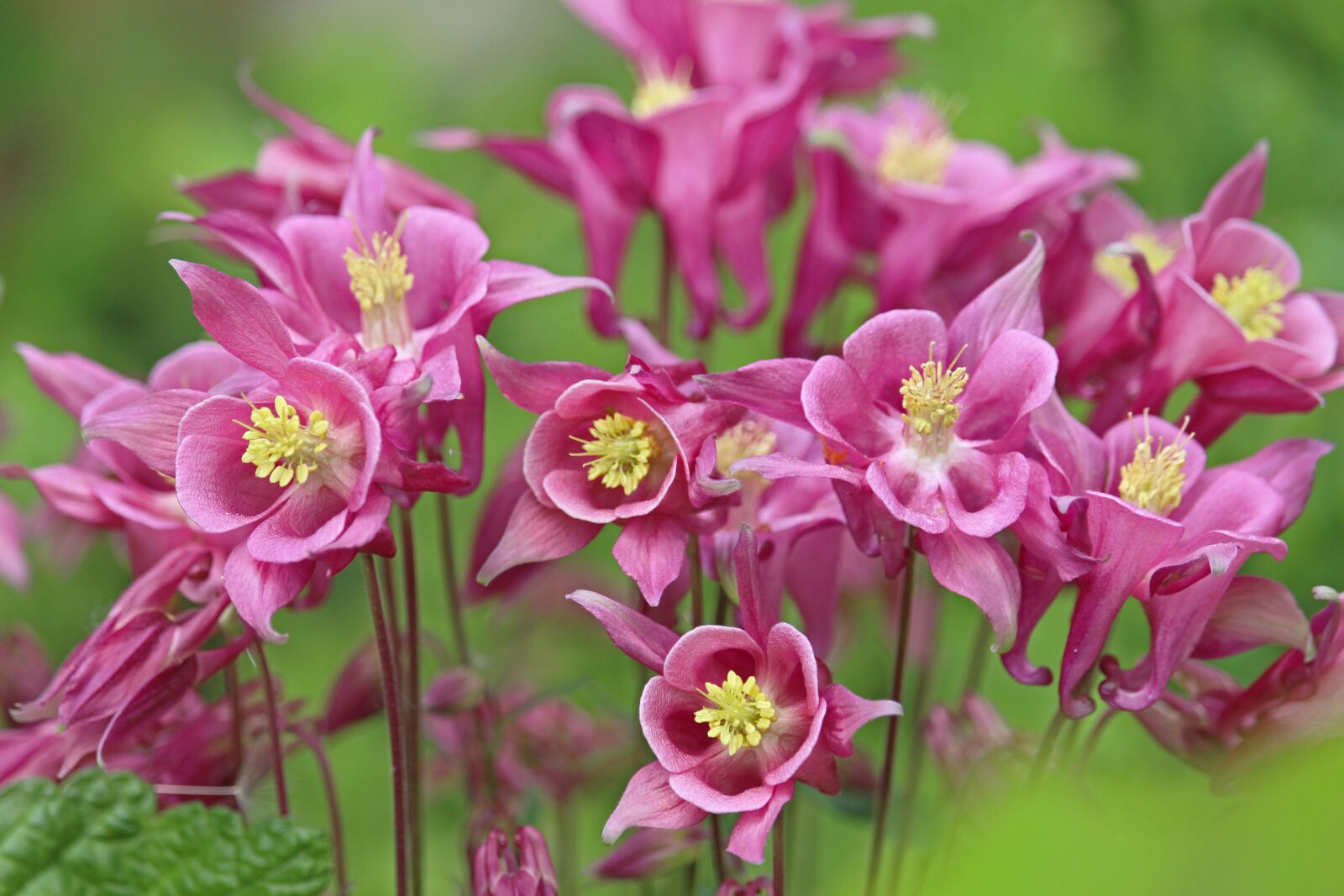 Canon EOS 700D (EOS Rebel T5i / EOS Kiss X7i) sample photo. Columbine, flower meadow, garden photography