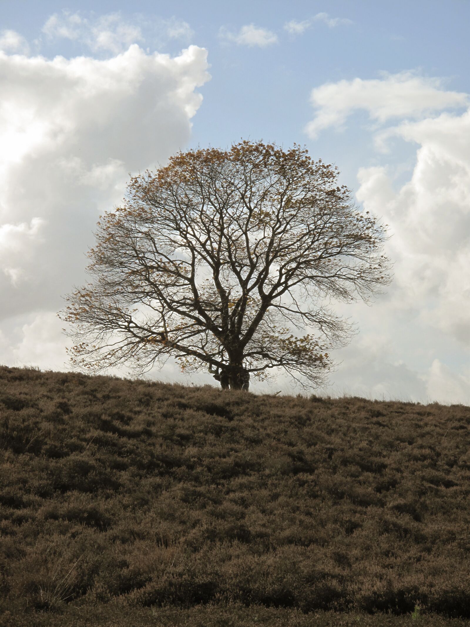 Canon PowerShot G10 sample photo. Heide, tree, nature photography