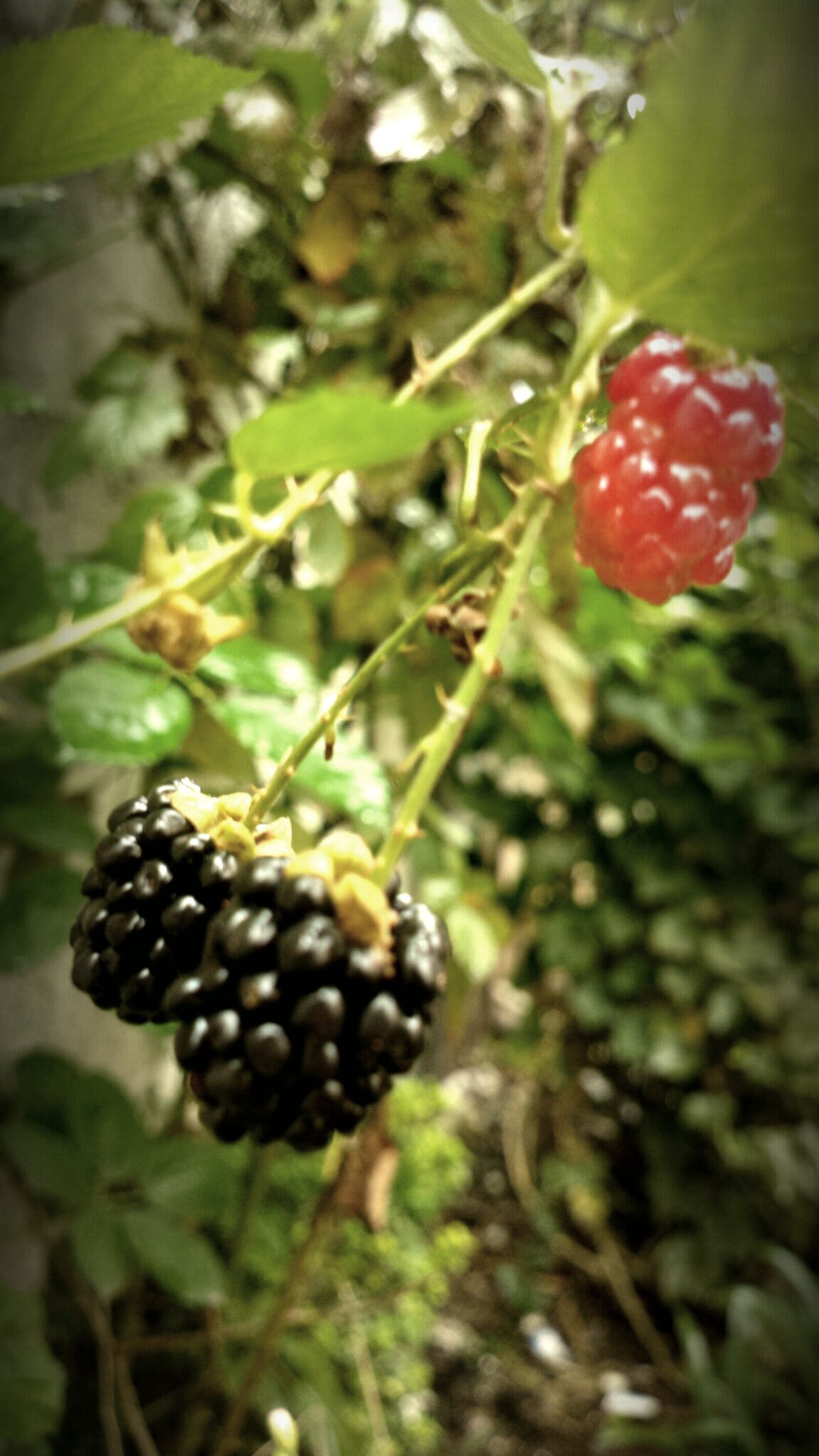 Nokia 808 PureView sample photo. Citrus, fruit, contrast, garden photography