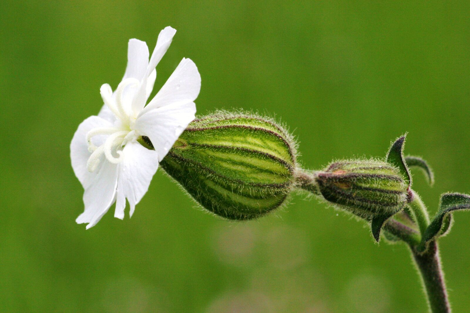 Canon EOS 30D sample photo. Wild flowers, fields, summer photography