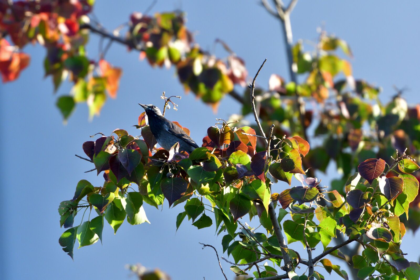 Nikon D500 sample photo. Wood, fruit, leaf photography
