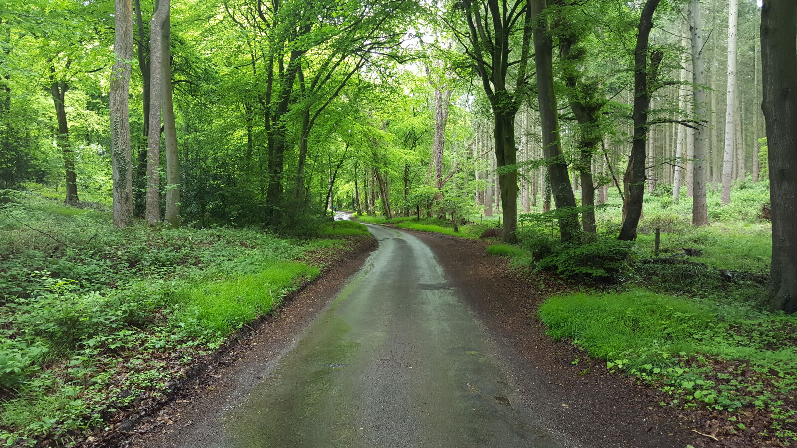 Samsung Galaxy S6 sample photo. Forest photography