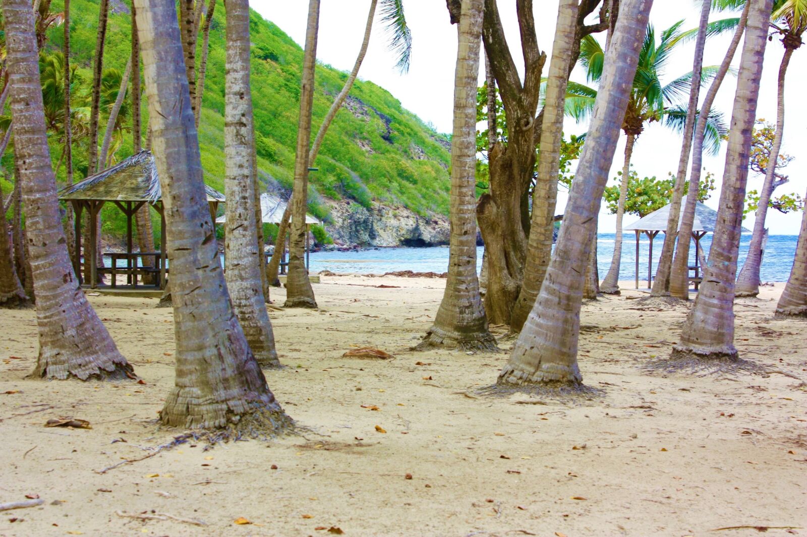Canon EOS 450D (EOS Rebel XSi / EOS Kiss X2) sample photo. Beach pompierre, guadeloupe, saintes photography