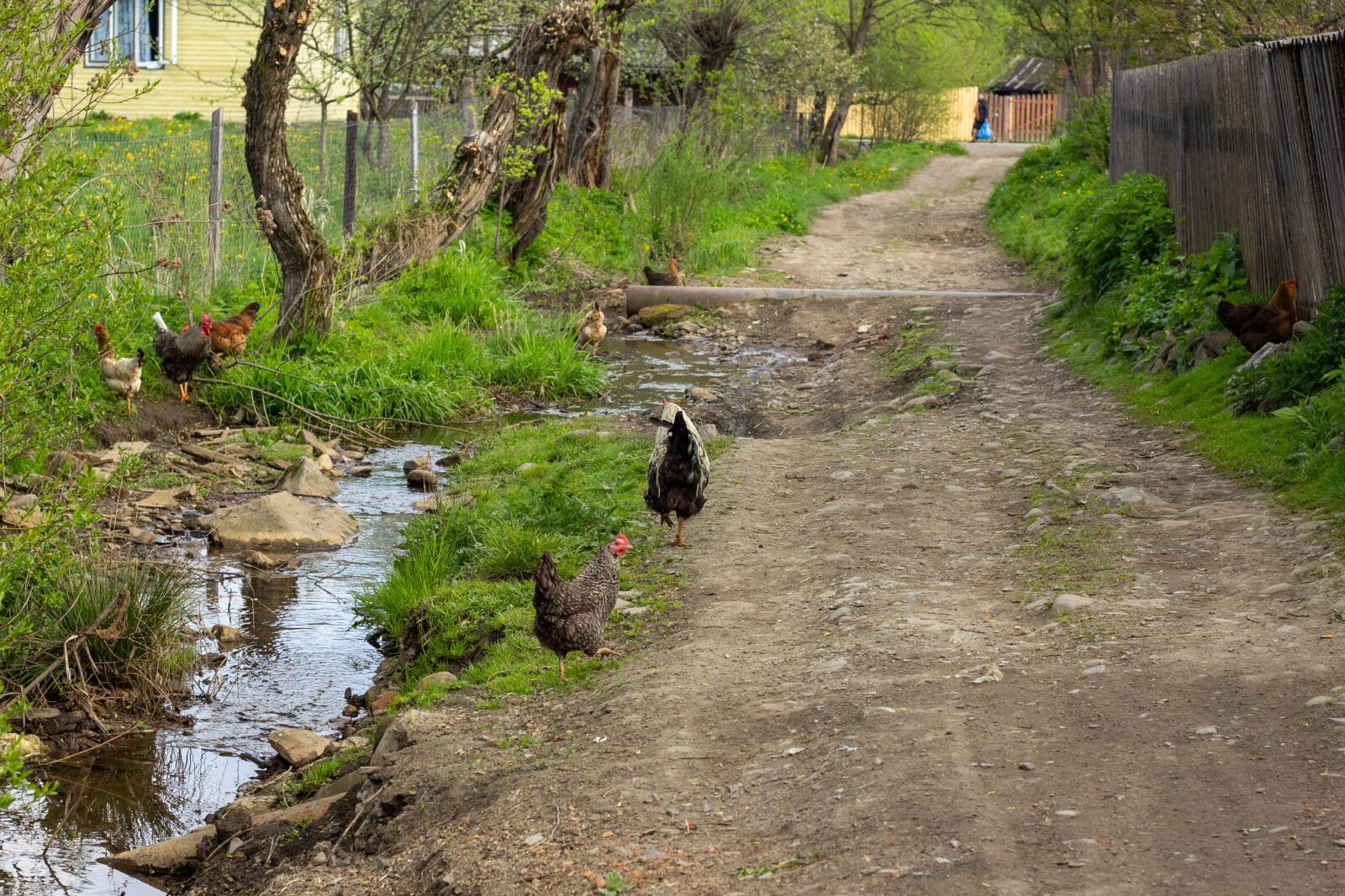 Canon EOS 60D + Canon EF 50mm F1.8 II sample photo. Village, road, birds photography