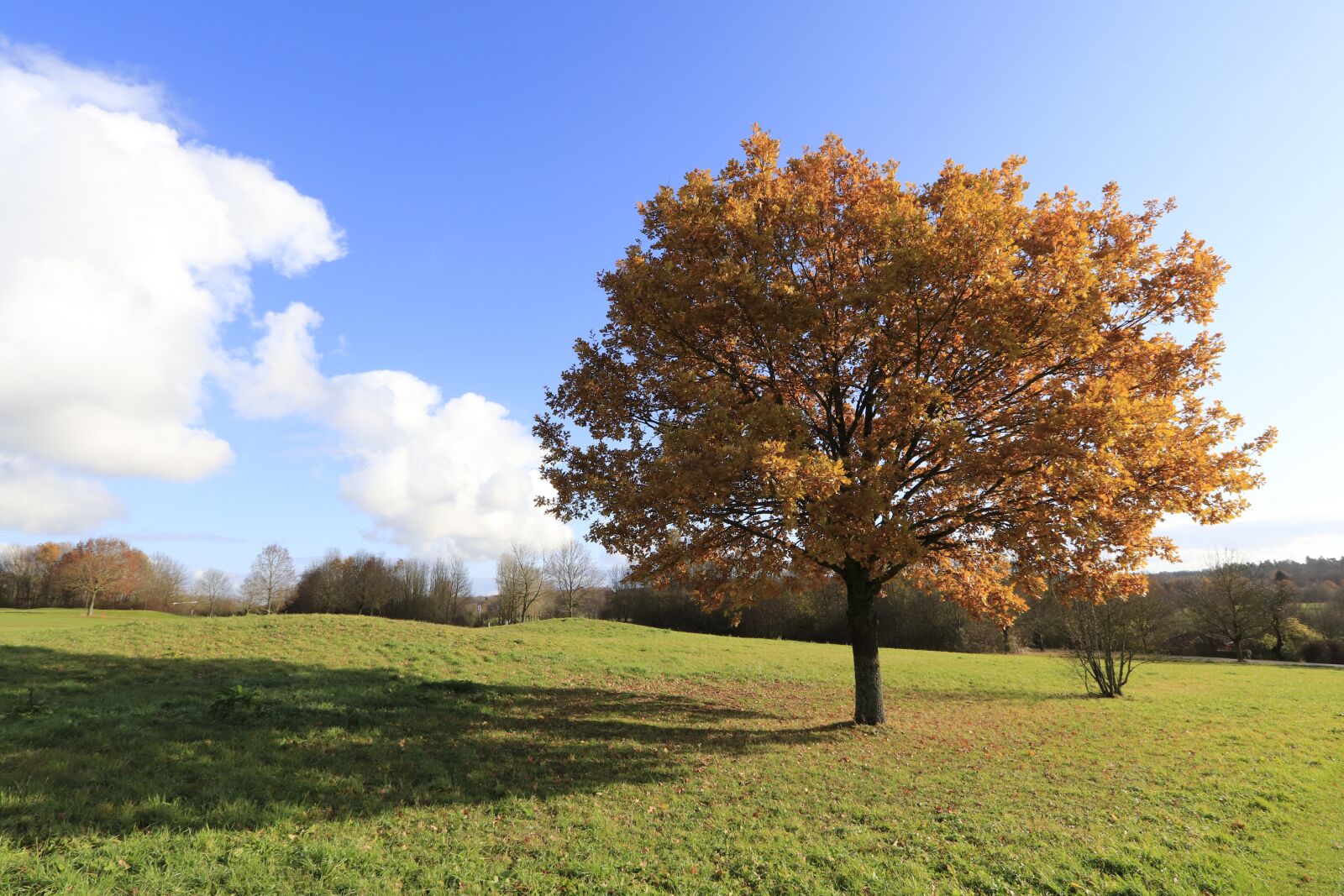 Canon EOS 77D (EOS 9000D / EOS 770D) + Canon EF-S 10-22mm F3.5-4.5 USM sample photo. Tree, autumn, forest photography