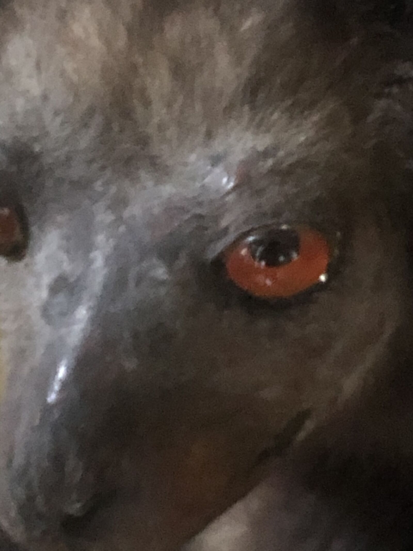iPhone X back dual camera 4mm f/1.8 sample photo. Monkey, red, eyes photography