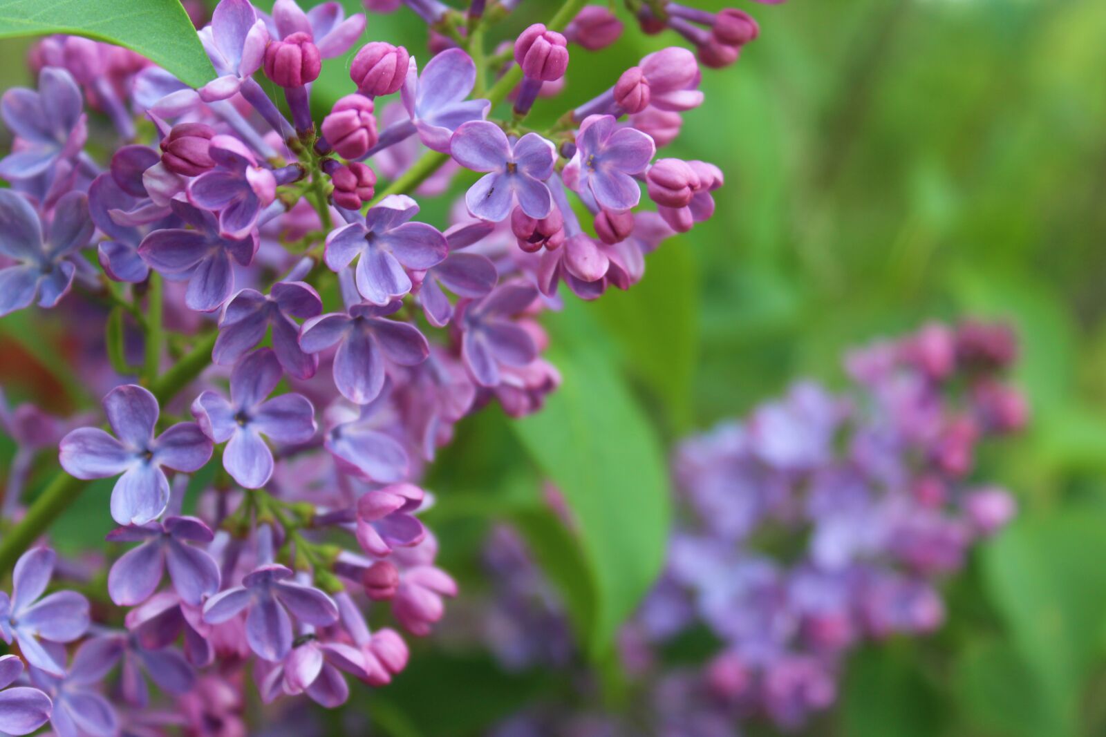 Canon EOS 1300D (EOS Rebel T6 / EOS Kiss X80) sample photo. Flower, lilac, purple photography