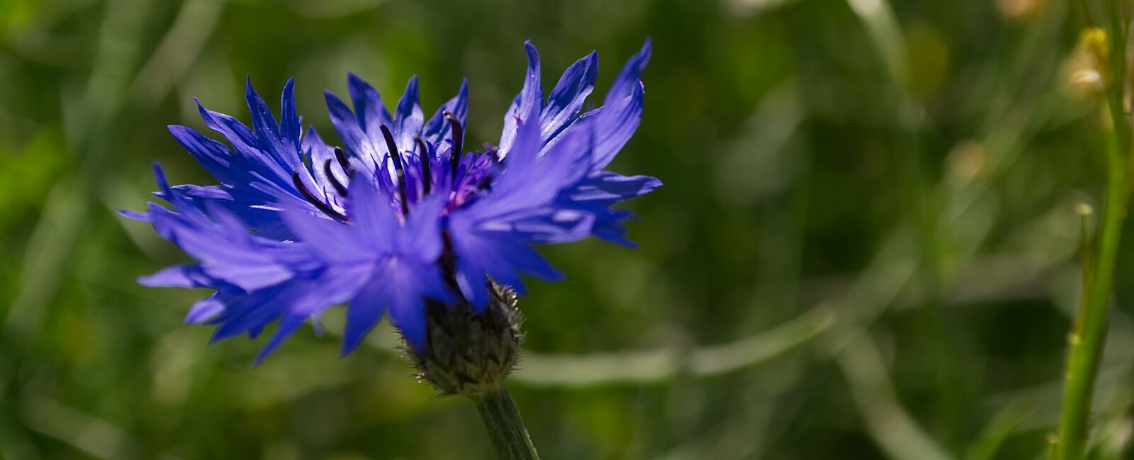 Nikon D3100 sample photo. Flower, cornflower, blue photography