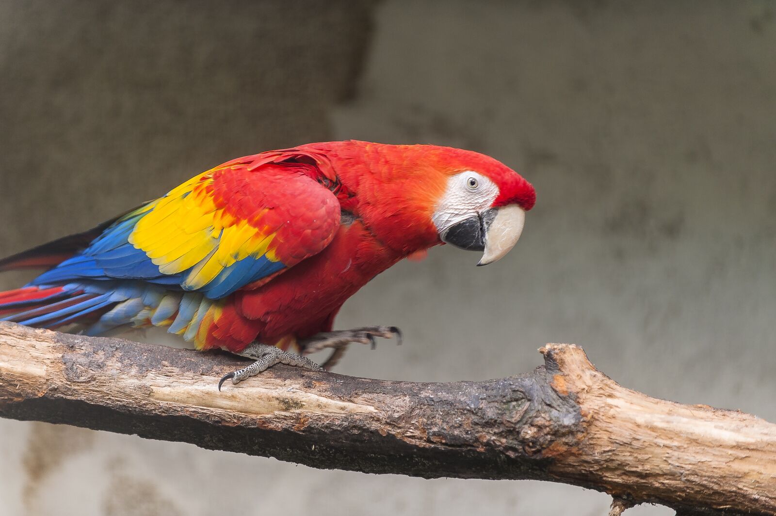 Nikon D700 sample photo. Parrot, bird, parrots photography
