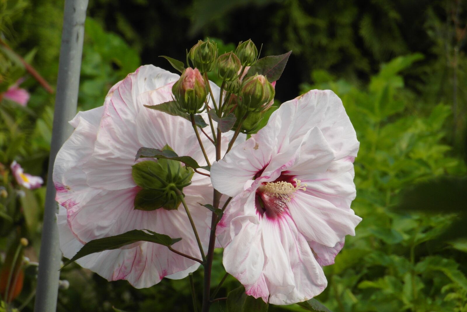 Samsung WB750 sample photo. Hibiscus, flower, figure photography